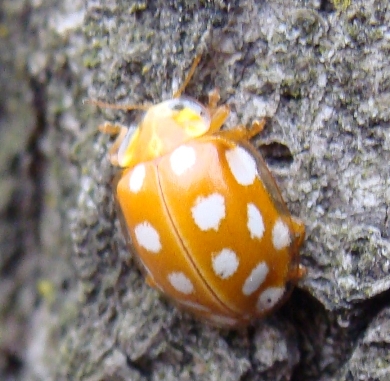 Coccinelle del Parco di Monza